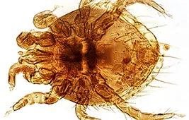 Как выглядит клещ под микроскопом