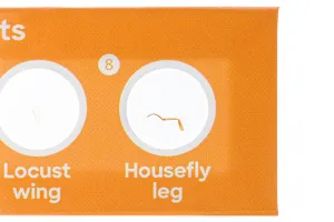 Набор микропрепаратов Levenhuk Discovery «Фауна», 12 шт., изображение 5