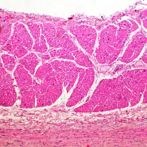 Микроскоп биологический MAGUS Bio 260T, изображение 11