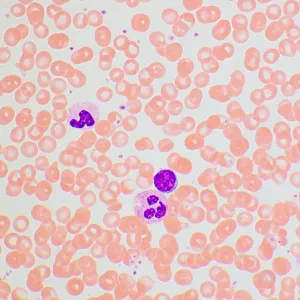 Микроскоп биологический MAGUS Bio 270T, изображение 25