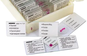 Набор микропрепаратов Konus 25: «Человеческое тело», изображение 4