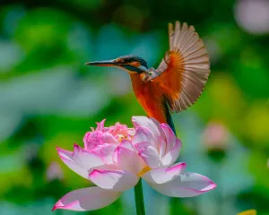 Фототелескоп Levenhuk Kelvin MAK60 mini AZ, изображение 4