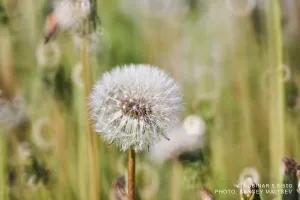 Объектив фотографический МС Рубинар 5,6/500 Макро, изображение 14