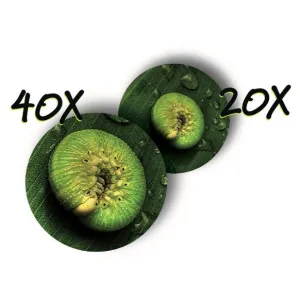 Микроскоп детский портативный Navir «Зумскоп» 20–40x, с подсветкой, прозрачный, изображение 2